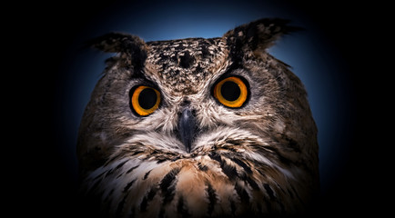 A close look of the orange eyes of a horned owl on a dark background.
