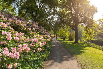 Public park in The Hague is surrounded by beautiful colorful flowers. It's great place for hiking.