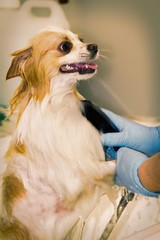 bathing pomeranian dog at the dog hairdresser