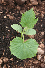 Small cucumber plant growing in the vegetable garden