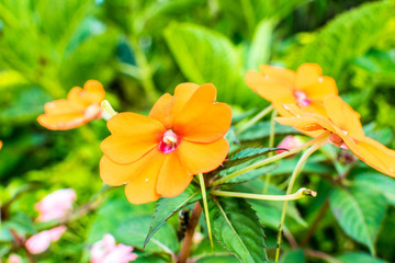 Beautiful orange flowers, bright sunshine.