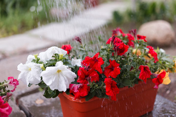 man gardener watering petunia and chrysanthemum flowers in garden