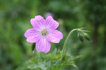 Fototapeta premium Malva sylvestris. Beautiful pink flower in the garden covered by rain drops