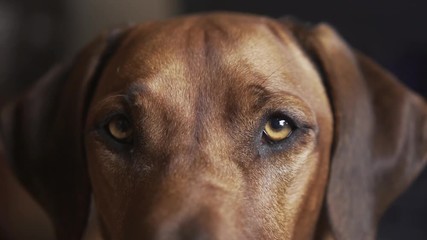 Slow motion close up of a dog looking at the camera