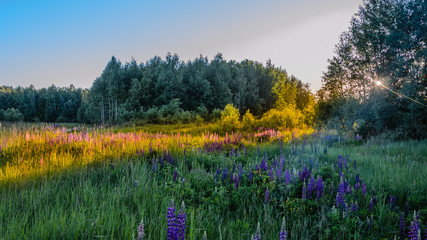 Fototapeta premium Edge of forest with wild lupines