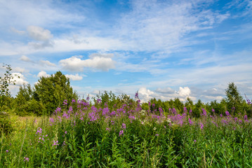 High Cypress blossomed on the field