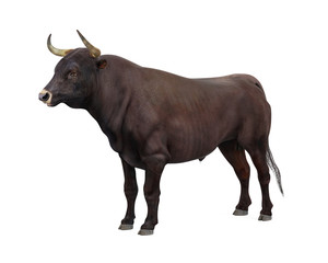 Bull Isolated