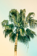 Palme auf getöntem rosa und türkisblauem Duotone-Himmelshintergrund. Trendige Pastellfarben. Surrealistischer Vintage-Stil. Platz für Text kopieren. Tropical Seaside Ocean Beach Urlaub. Hippe Funky-Atmosphäre © olindana