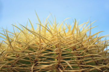 details of cactus in Mallorca, Spain, Espana