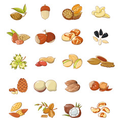 Nut types food icons set. Cartoon illustration of 20 nut types food vector icons for web