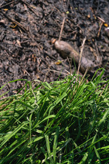  plastic bottle polluted the nature