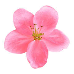 Pink flower of apple tree (sakura) isolated on  white background. Close-up. Macro. Element of design.