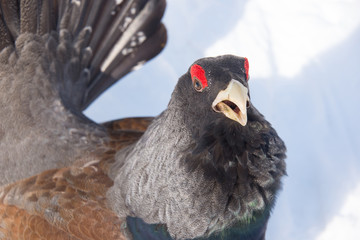 Tetrao urogallus (mating display)