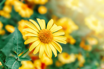 Beautiful floral background with yellow chamomile flowers. Flower nature