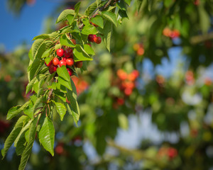 Reife Kirschen am Zweig
