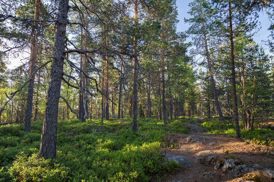Trees, plants and a footpath in a lush and verdant pine forest on a sunny morning in the summertime in Sastamala, Southern Finland.