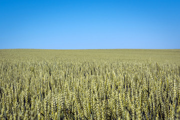 A flat field of wheat with spikelets against a clear blue sky