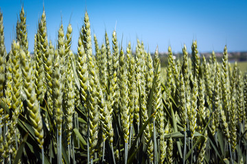 ripens in the field wheat with good density and clogged with spikelets