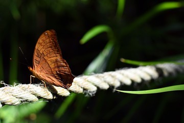 Cruiser butterfly sitting a rope background