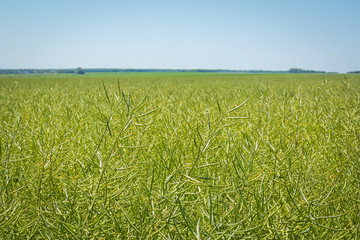 flat rape field with a huge ripening crop, against the blue sky