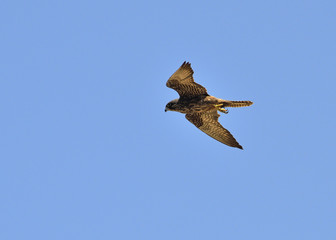 Eleonora's Falcon (Falco eleonorae), Greece