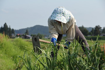 農作業をする女性　畑仕事　耕す　鍬