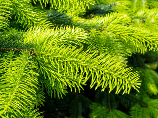 Frische Tannenspitzen