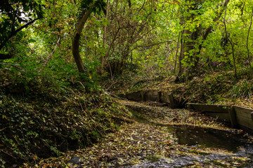 Stream in the forest