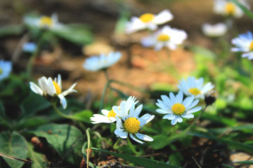 small daisy flowers on hiking trail ground in Mallorca, Spain, Espana