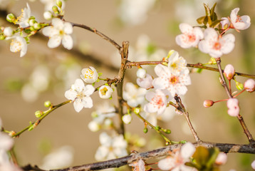 white flowers blooming wild plum 