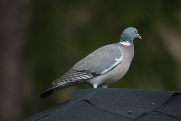 Columba palumbus (on the roof)