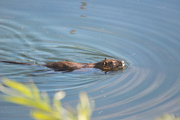 A nutria swimming in a pond
