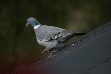Columba palumbus(walking downwards)