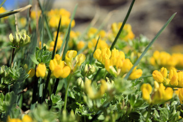 beautiful yellow wild flowers found around Valldemossa, Mallorca, Spain, Espana