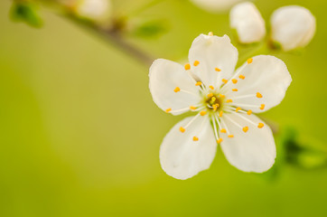 Obraz premium white flowers blooming wild plum 