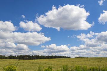 Fototapeta na wymiar Golden wheat field against a blue sky and clouds