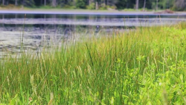green weeds near water in washington state