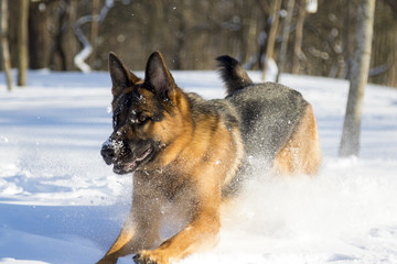 German Shepherd plays in the snow