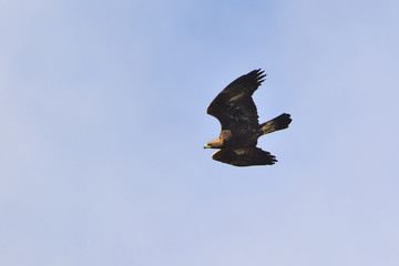 Golden Eagles (Aquila chrysaetos), Greece