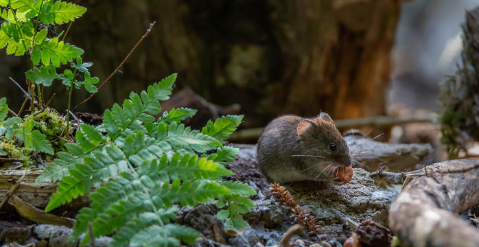 Vole in forest