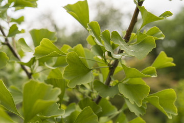 Light green leaves ginkgo out on a twig.