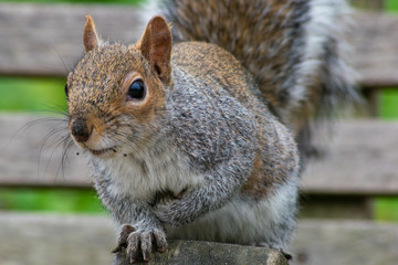 Squirrel
