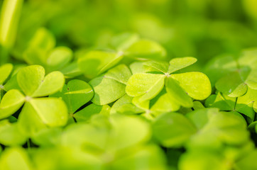 Green leaves of mature plants clover 