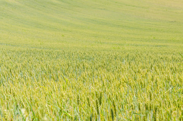 Yellow, green rye field on a hot summer day, agricultural background image.