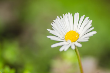 Fototapeta premium chamomile flower plants 