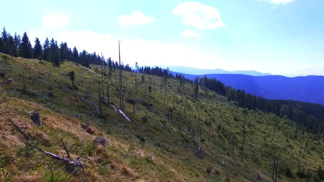 Large area of destroyed forest - (4K)