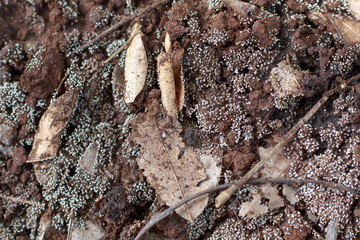 Close up White fungus on ground