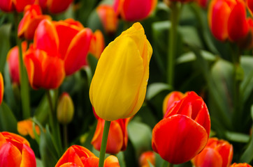 Blossoming growing flowers and tulip orchid blooming during summer spring season on a floriade garden