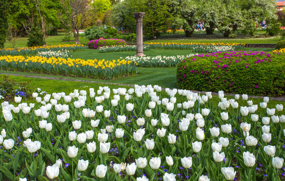 Beautiful various kinds of tulips in the botanical garden of Villa Taranto in Pallanza, Verbania, Italy.