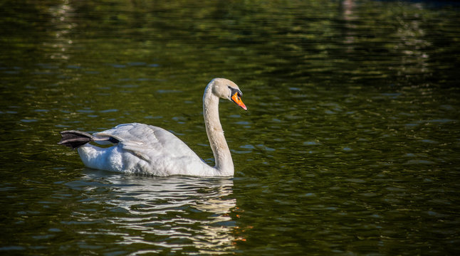 Beautiful swan swimmung in the pond.